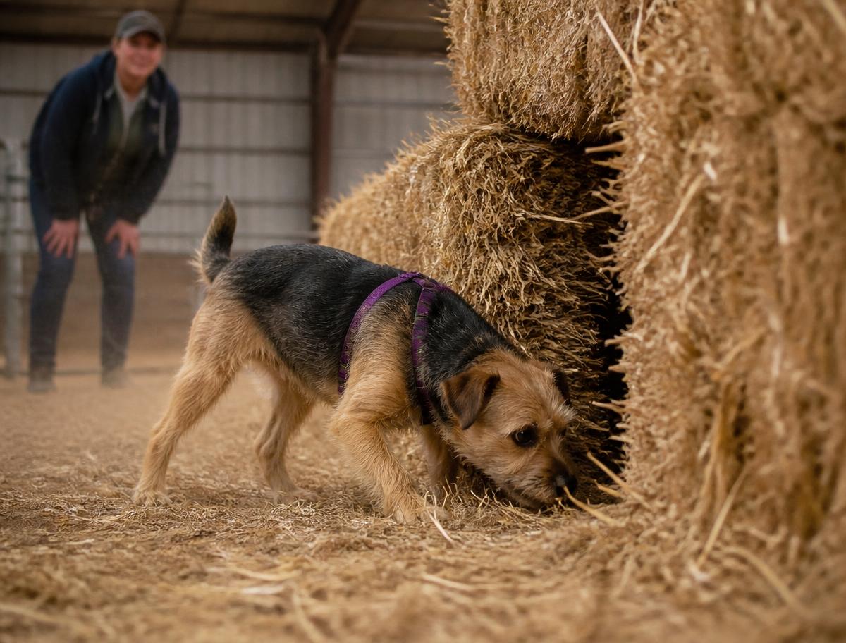 A terrier working a straw bale barn hunt course with its handler behind it
