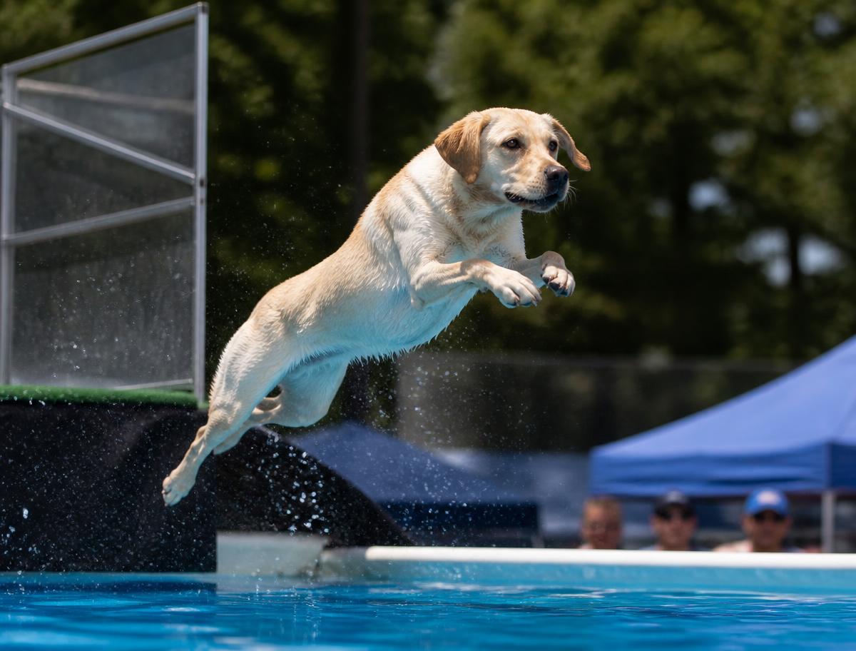 A yellow Labrador retriever mid-air leaping off a competition dock toward the water