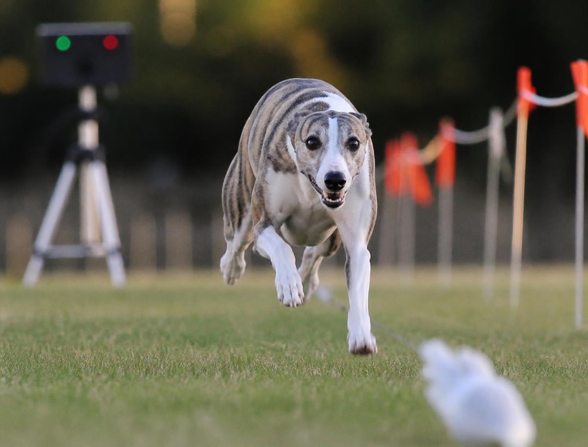 A whippet at full sprint down a grass Fast CAT lane past the timing gear